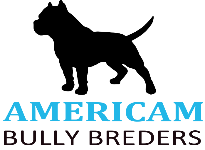 American bully Home